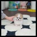 유앤미펫 강아지분양 고양이분양 시흥점 이미지