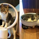 고양이집사 이미지