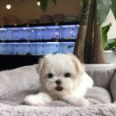 쫄랑쫄랑