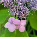 정원민박 이미지