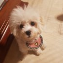 앙꼬네 미용실 이미지