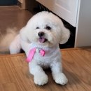 미숨 | 비숑은 털빨 [몽스파] 목동 애견미용실 목욕 후기
