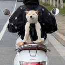 행복한강아지 이미지