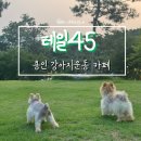 소3-45 | [용인] 테일45 애견운동장 내돈내산_소형견, 중형견, 대형견 모두 가능