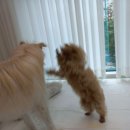 웅희네 애견호텔 이미지