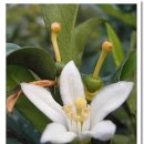 감귤향기 이미지