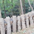 남도톱밥
