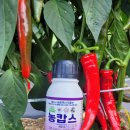우리농약사 | 농캅스 고추 탄저병에 필수약 청주 농약사에서 구매한 후기