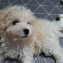 일리동물의료센터 이미지