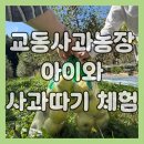 행복한 농장 | 포천 교동사과농장 사과따기 체험 후기, 아이와 함께한 행복한 가을 하루