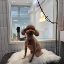 정샘 동물병원 이미지