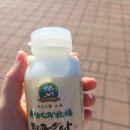 [일본/후쿠오카] 유후인 벳푸 다자이후 버스투어 유유투어 후기