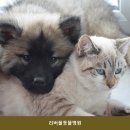 투썸플레이스(파주시청사거리점) | 파주동물병원 리버풀동물병원 병원 선택 전 체크해야 할 정보