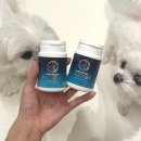 고려바이오(주) | 강아지 비만세포종 종양영양제 고려인삼 후코이단 내돈내산 1년 급여 후기