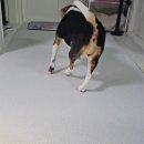 메트로펫 | 강아지 매트 고민 끝 퍼핑 펫매트 XL 무드그레이 언박싱 후기