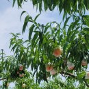 화영농장 이미지