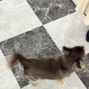 보람애견미용 이미지