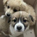 대천동물병원 이미지