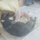 백산메디칼 | 고양이 2차 동물 병원 백산 동물 병원, 고양이 폐출혈 퇴원 후 완치까지!!!!