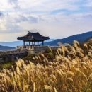 황매산 억새축제 이미지