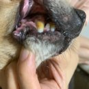 애견의 집 이미지