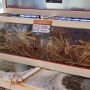 진짜대게 이미지