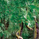 남면 삼용리 주엽나무 이미지