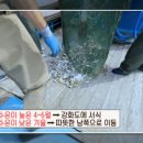 서산밴댕이 이미지
