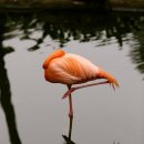 플라밍고 이미지