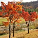 배프로골프 이미지