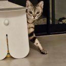 엠티브이11로 | 내돈내산_안산 신년운세 금전운 건강운 시화호수 청룡당 장군보살 2026년 새해 운세 후기