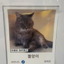 힐링캣 | 마곡고양이카페 부타캣 후기, 개냥이들과 힐링하고 왔어요!