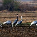 주남저수지 이미지