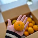 톡톡팜 | 톡톡 터지는 과즙에 당도도 최고! 꿀팜 타이벡 감귤 솔직후기