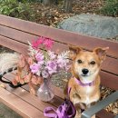 별꽃다방두번째이야기 | "🐶임보견에서 멍스타로!" 900만뷰 찍은 세탁망 강아지 이야기