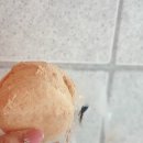 브렛투미츄 이미지