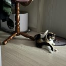 다다그루밍 이미지