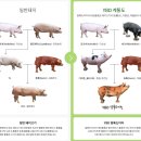 마장동김씨(오류점) 이미지