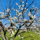 대화 | 고흥 가볼만한곳 추천, 광양 대신 선택한 4만평 전남 매화명소! 대화농장 힐링 후기