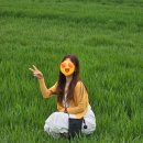 한일식당 | 여행] 웅천천 꽃단지 (26년 4월 11일) 유채꽃 실시간 현황 &amp; 전현무계획 소머리국밥 한일식당 솔직 후기