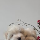 스니프 아틀라스 이미지