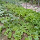 평창송어횟집 이미지