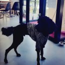 한스애견카페 이미지