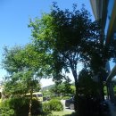 단풍이 아름다운 복자기나무 이미지