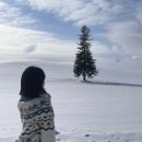 하이에이비에이발달센터 | 여행] 2일차 : 내가 비에이를 ! 🌲 / 겨울 비에이투어후기 내돈내산추천 비에이 크리스마스 트리 삿포로...