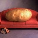 [iBN유학/호주유학] Idioms and Phrases: Couch Potato 이미지