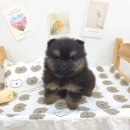 꽃강아지 이미지