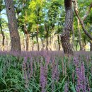 황성공원 씨름장 이미지