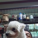 슈가독살롱 이미지