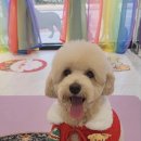 펫러버 그루밍 이미지